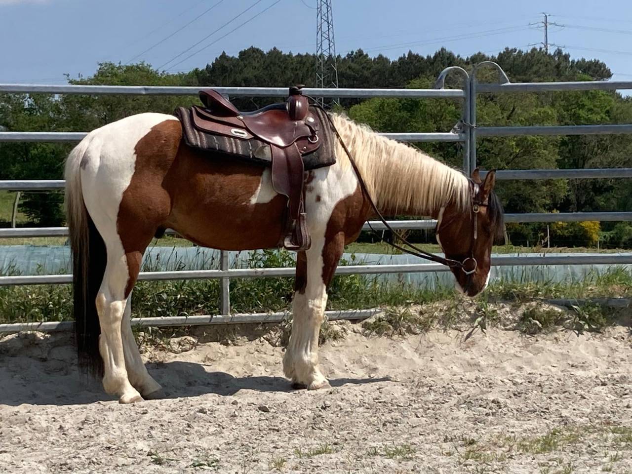 Ruin Paint Horse Te koop 2023 Bont