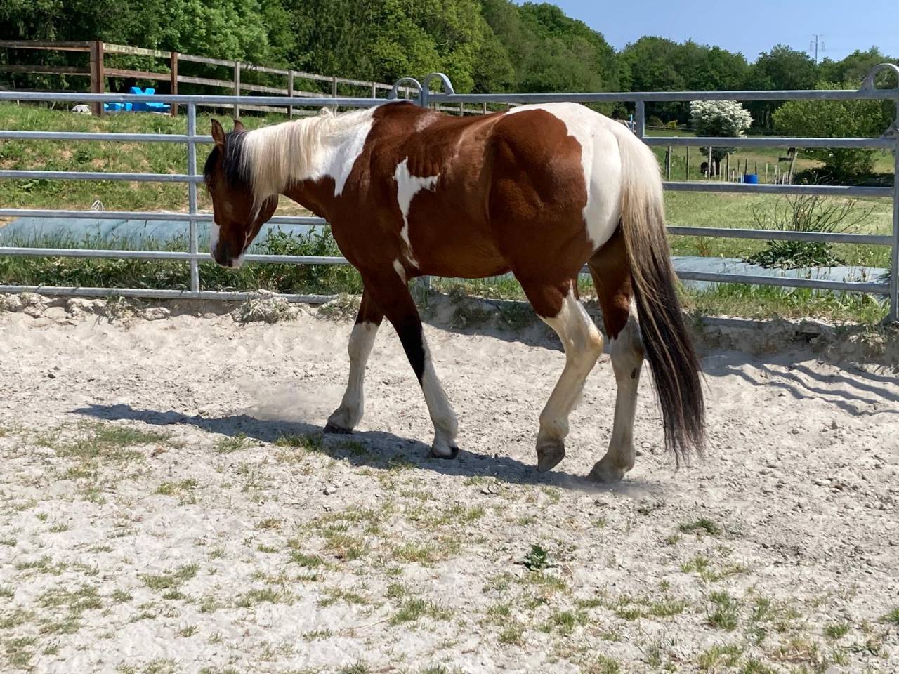 Ruin Paint Horse Te koop 2023 Bont