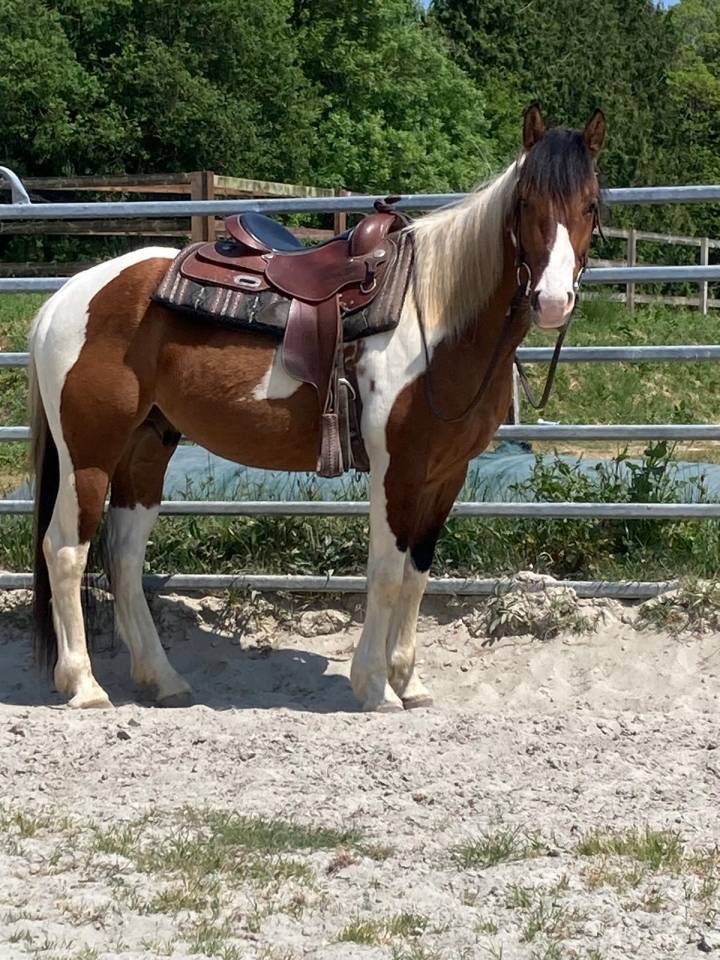 Ruin Paint Horse Te koop 2023 Bont