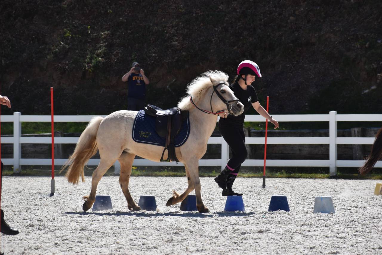 Merrie Welsh Pony (Section B) Te koop 2015 Palomino