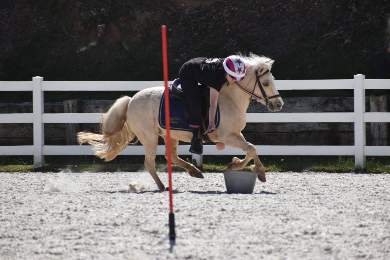 Merrie Welsh Pony (Section B) Te koop 2015 Palomino