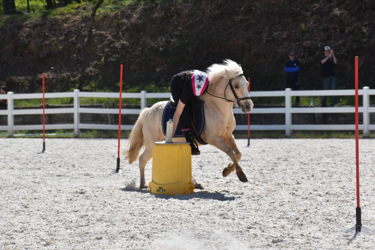 Merrie Welsh Pony (Section B) Te koop 2015 Palomino