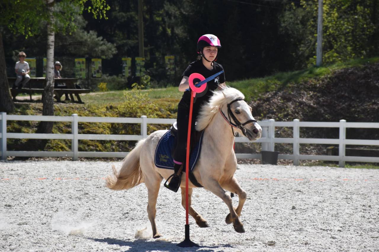 Merrie Welsh Pony (Section B) Te koop 2015 Palomino