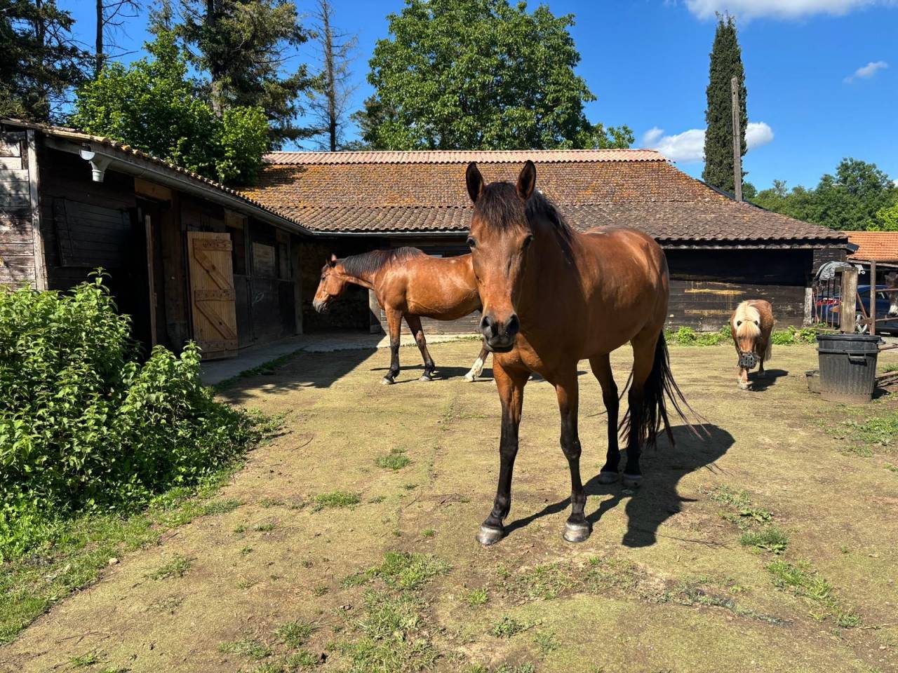 Hippisch vastgoed Koop 