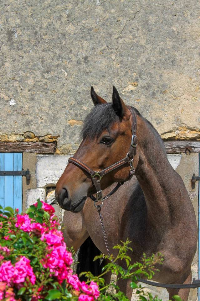 Merrie Connemara Te koop 2016 Bruinroan ,  Rogaire La Nocha