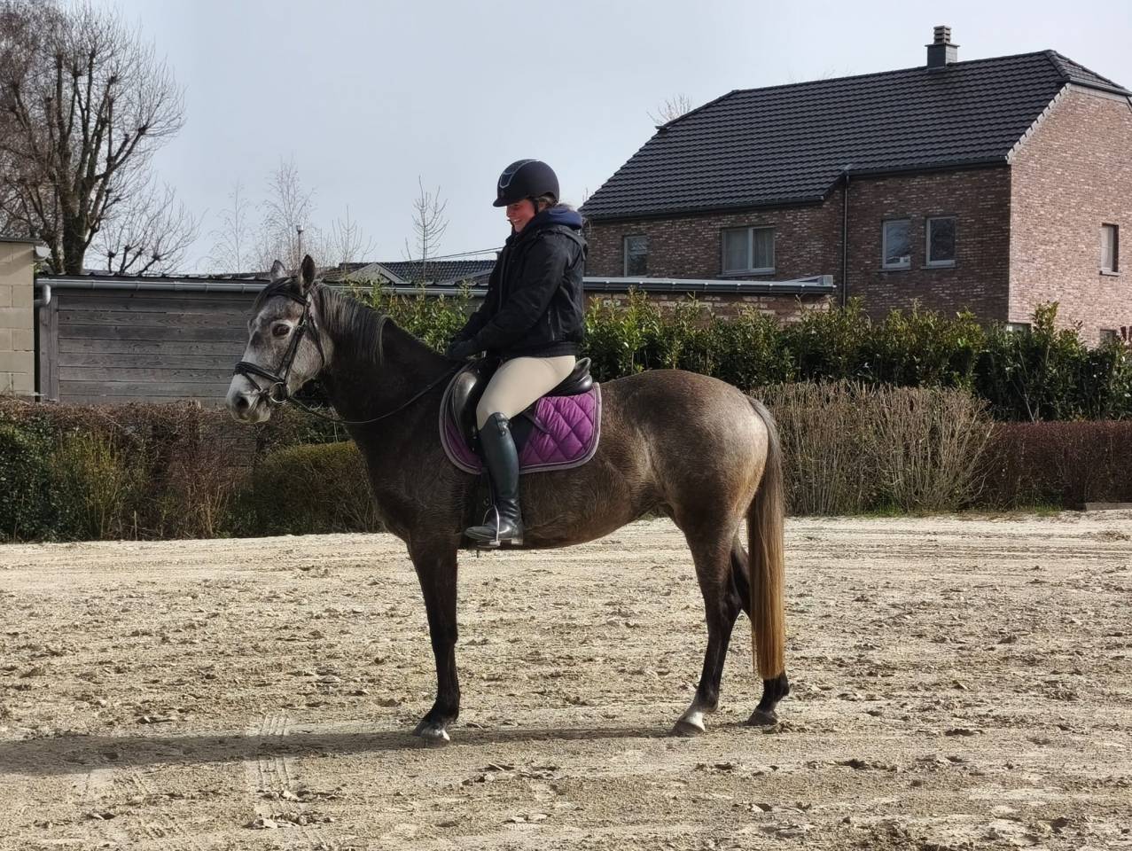 Merrie KWPN Nederlands sportpaard Te koop 2021 Schimmel ,  da vinci du bois