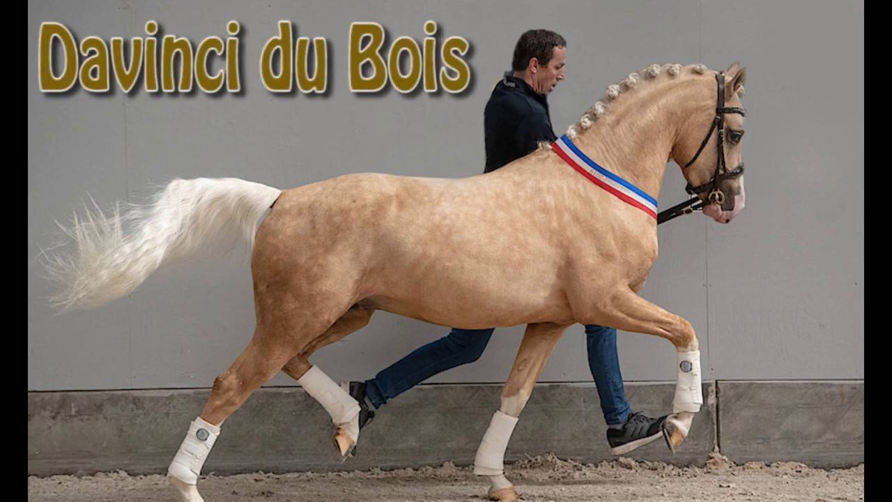 Merrie KWPN Nederlands sportpaard Te koop 2021 Schimmel ,  da vinci du bois