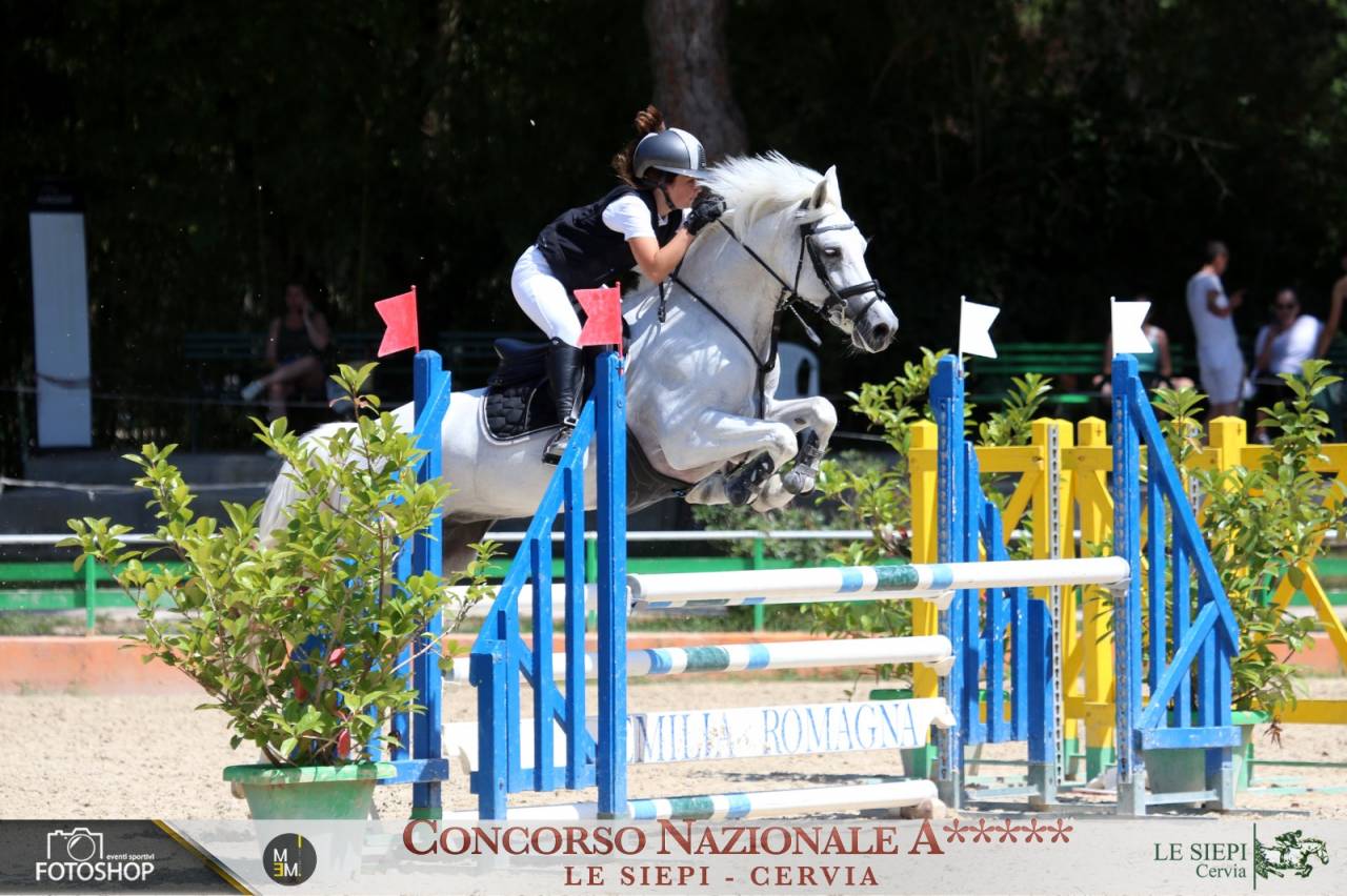 Merrie Franse rijpony PFS Te koop 2012 Schimmel ,  PEPS DOMAIN