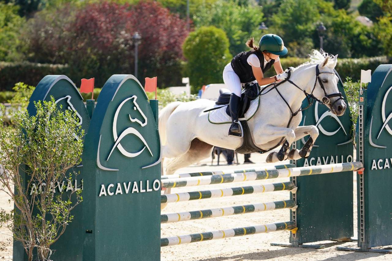 Merrie Franse rijpony PFS Te koop 2012 Schimmel ,  PEPS DOMAIN
