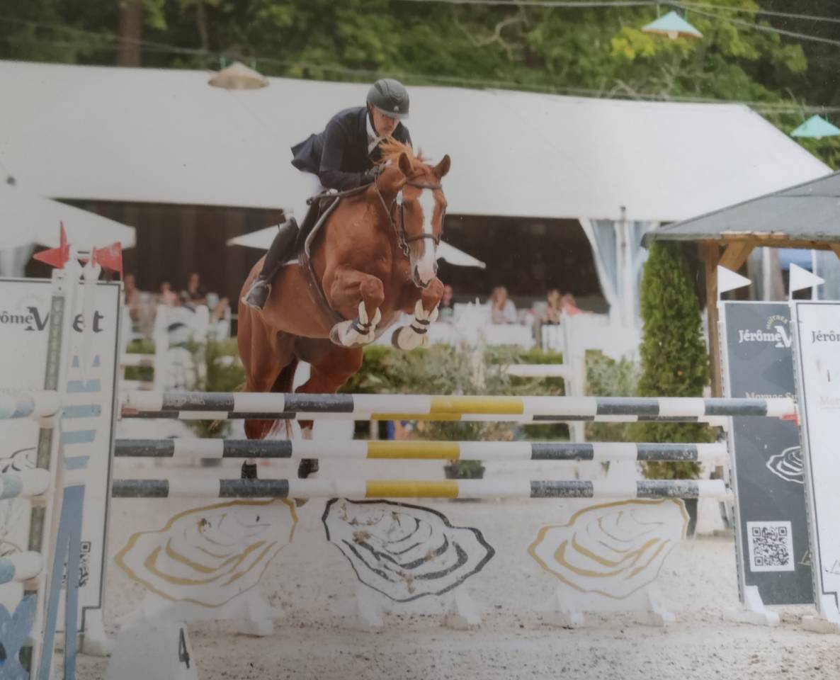 Merrie Selle Fran&ccedil;ais Te koop 2015 Vos ,  QUINTUS d'09