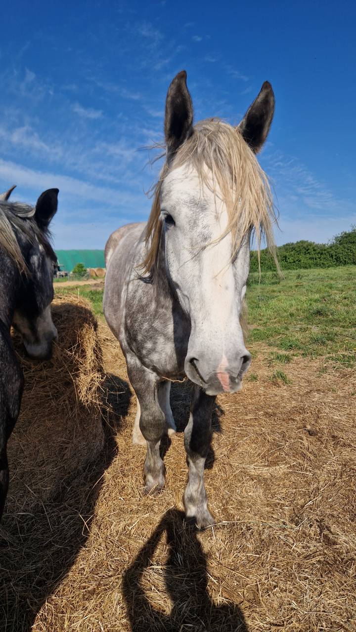 Ruin Percheron Te koop 2022 Schimmel ,  Velour d'ecor