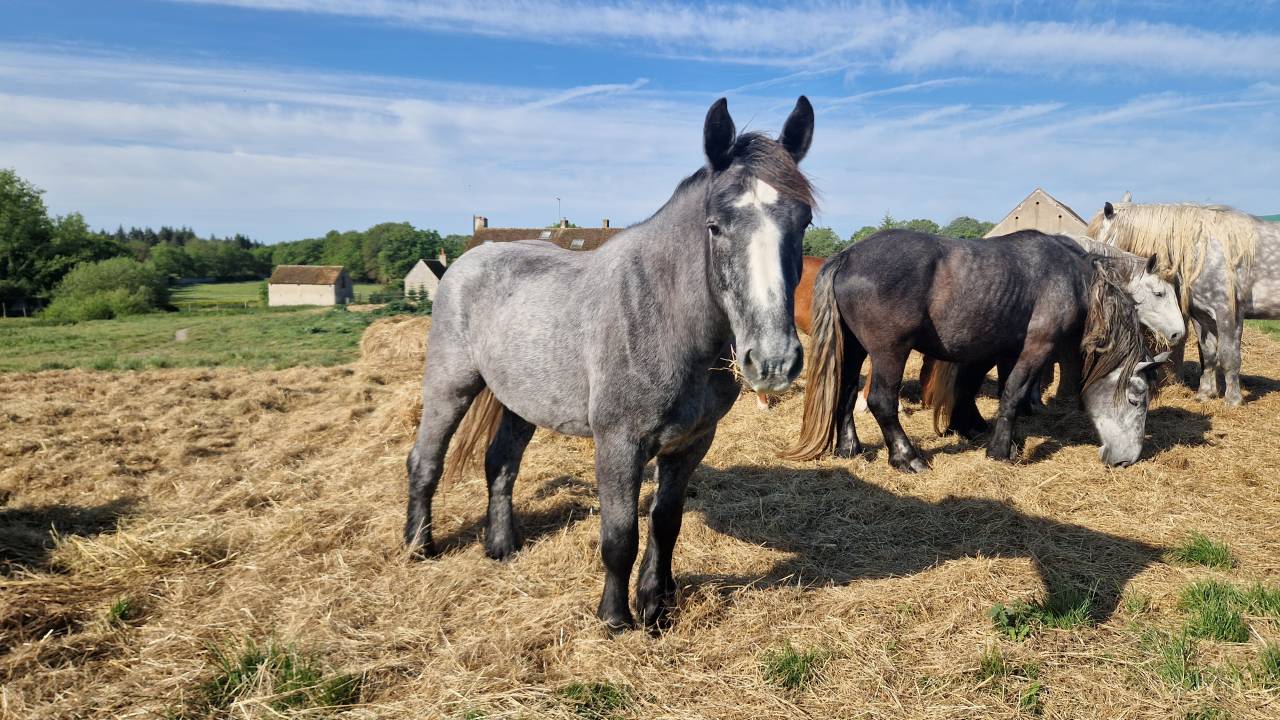 Ruin Percheron Te koop 2022 Schimmel ,  Velour d'ecor