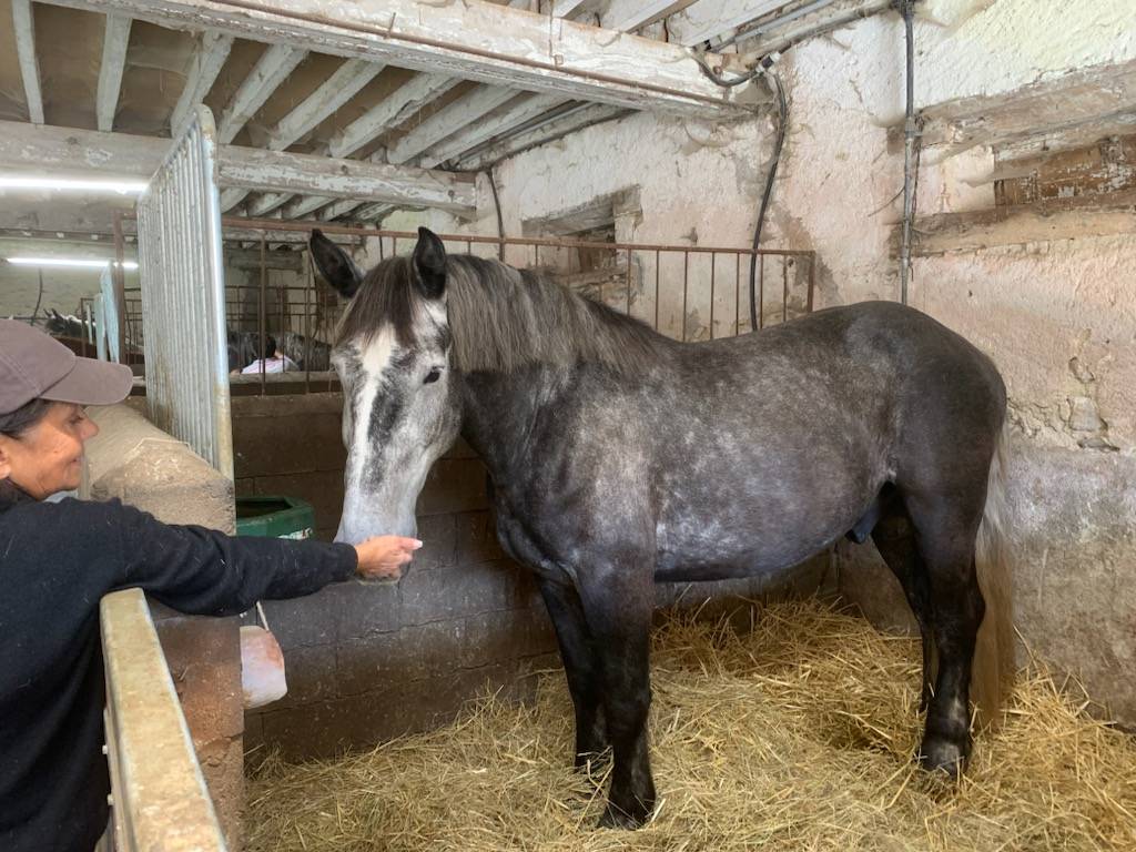 Ruin Percheron Te koop 2022 Schimmel ,  Velour d'ecor