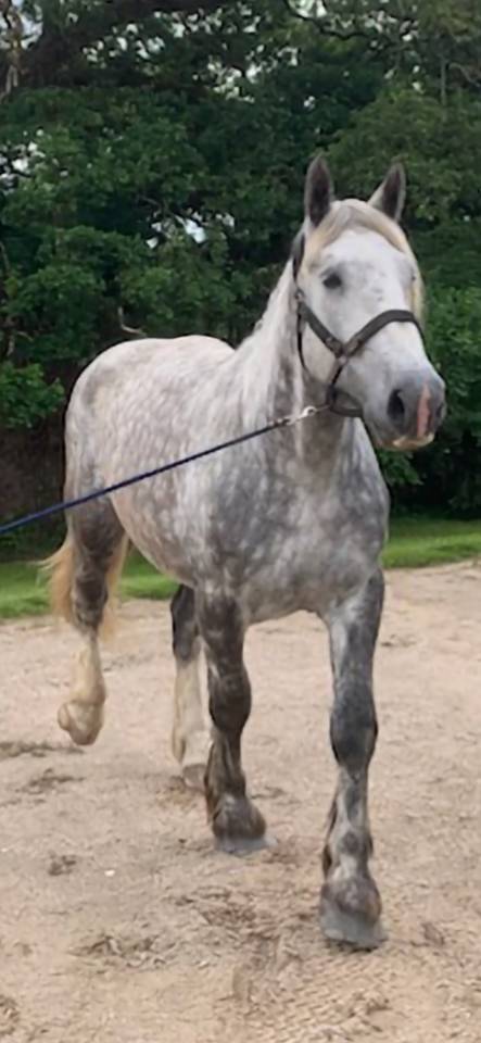 Ruin Percheron Te koop 2022 Schimmel ,  Velour d'ecor