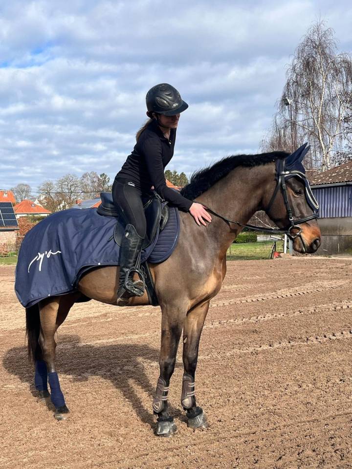 Ruin KWPN Nederlands sportpaard Te koop 2020 Bruin / Bai ,  LIAMANT W