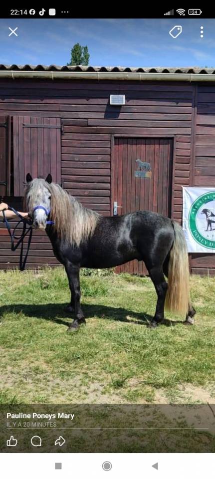 Dekhengst Dartmoor Te koop 2022 Schimmel