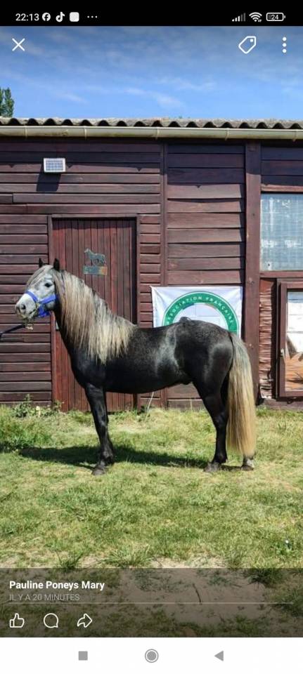 Dekhengst Dartmoor Te koop 2022 Schimmel