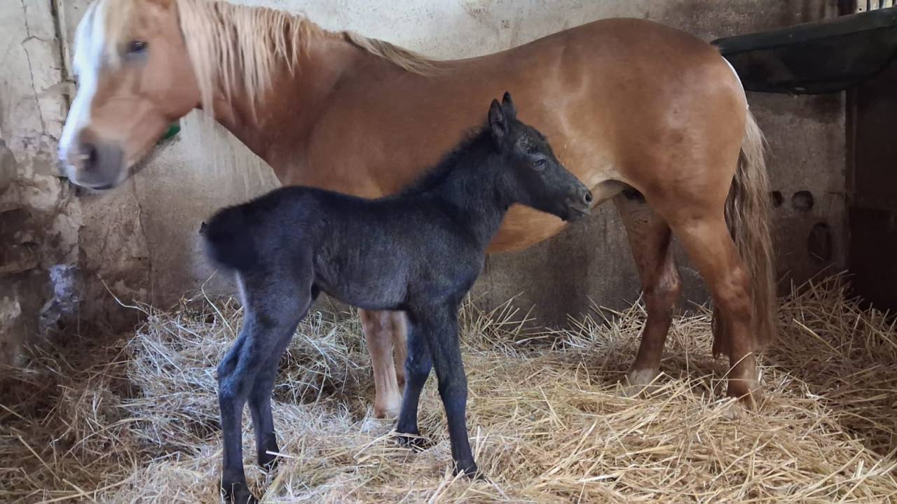 Dekhengst Dartmoor Te koop 2022 Schimmel