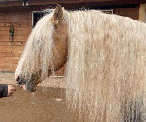Ruin Ras onbekend Te koop 2015 Overige kleuren