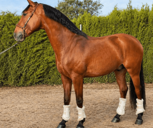 Ruin Lusitano Te koop 2019 Donker bruin / bai