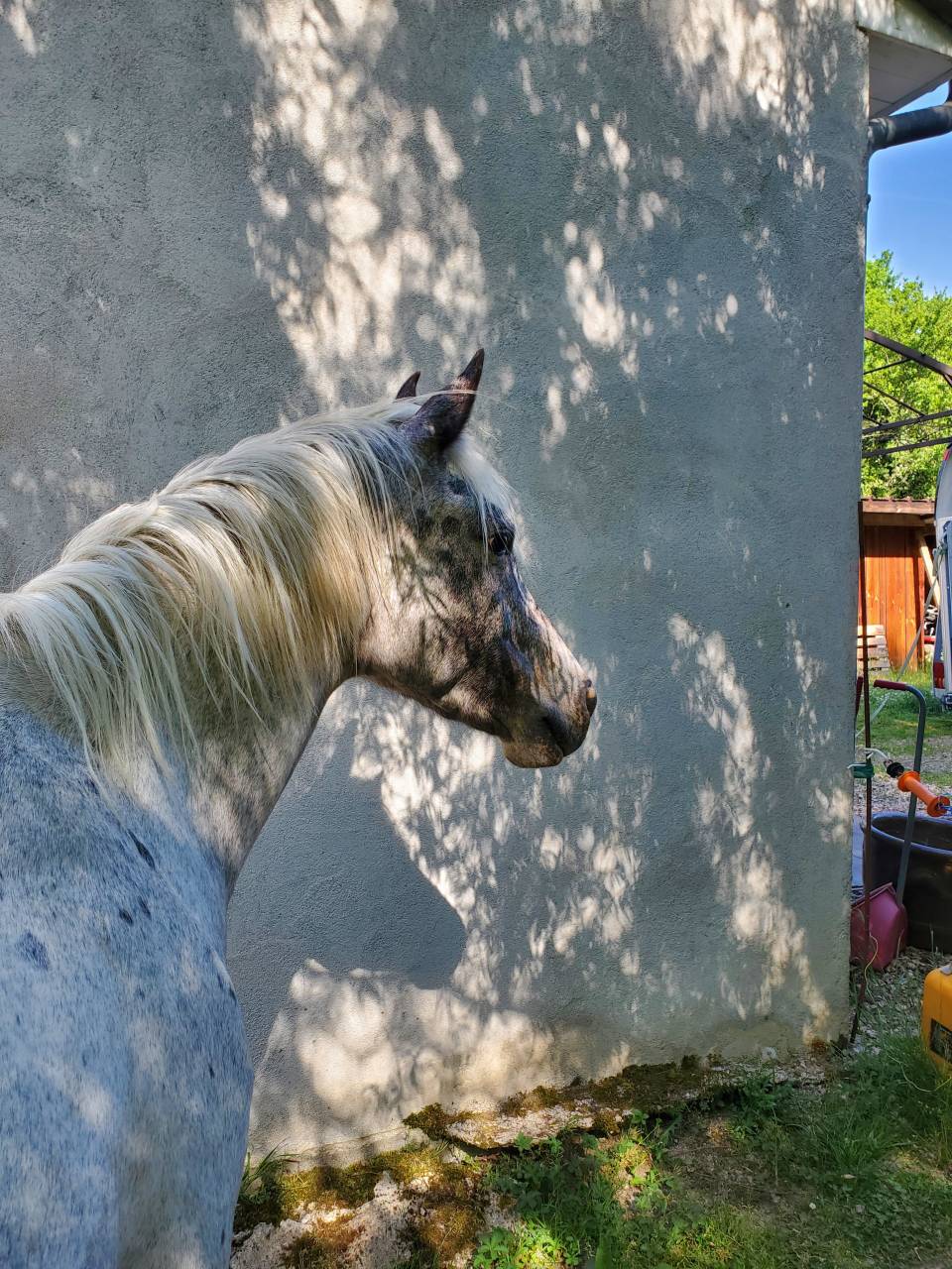 Merrie Arabisch halfbloed Te koop 2019 Appaloosa ,  Kaysham Alvina. PSA