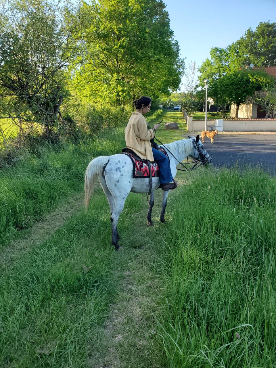 Merrie Arabisch halfbloed Te koop 2019 Appaloosa ,  Kaysham Alvina. PSA