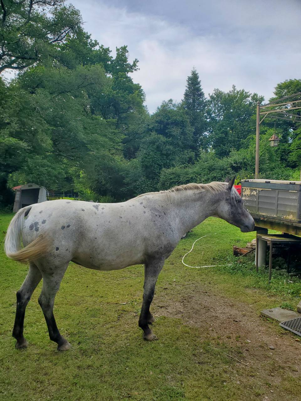 Merrie Arabisch halfbloed Te koop 2019 Appaloosa ,  Kaysham Alvina. PSA