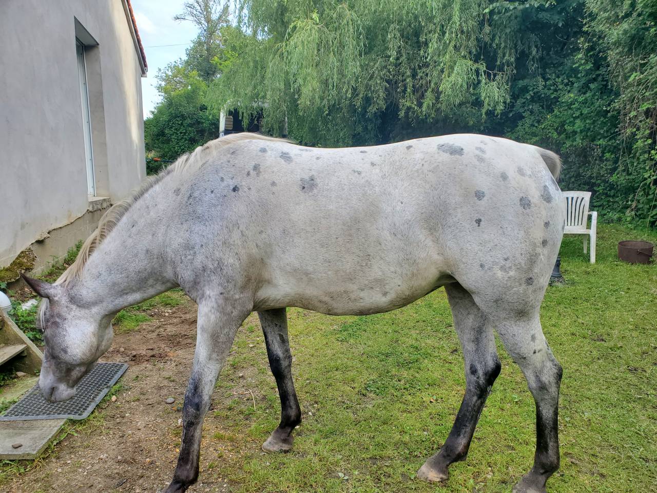 Merrie Arabisch halfbloed Te koop 2019 Appaloosa ,  Kaysham Alvina. PSA