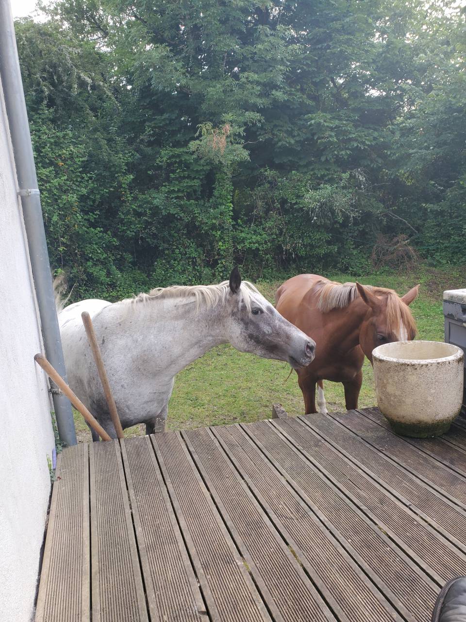 Merrie Arabisch halfbloed Te koop 2019 Appaloosa ,  Kaysham Alvina. PSA