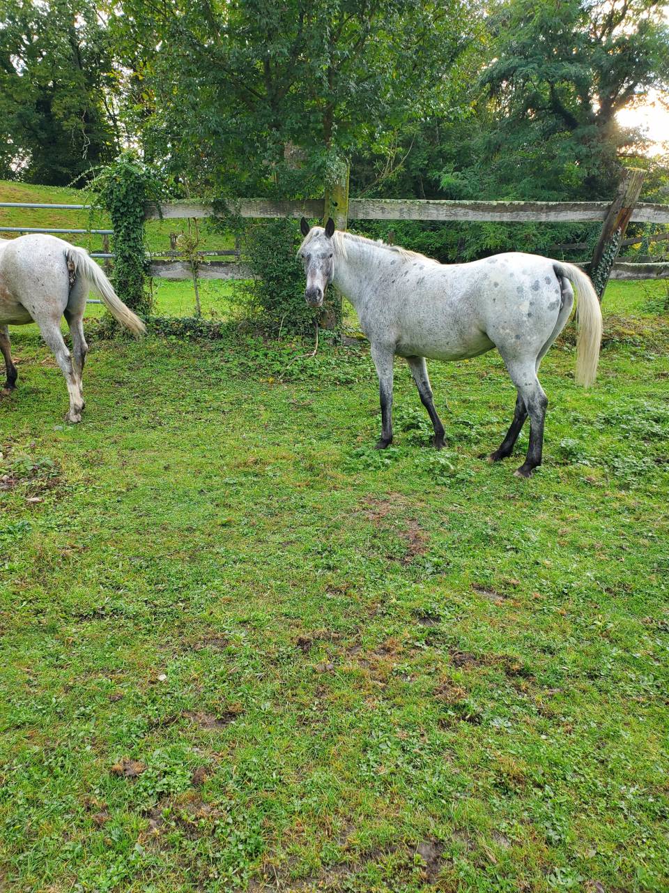 Merrie Arabisch halfbloed Te koop 2019 Appaloosa ,  Kaysham Alvina. PSA