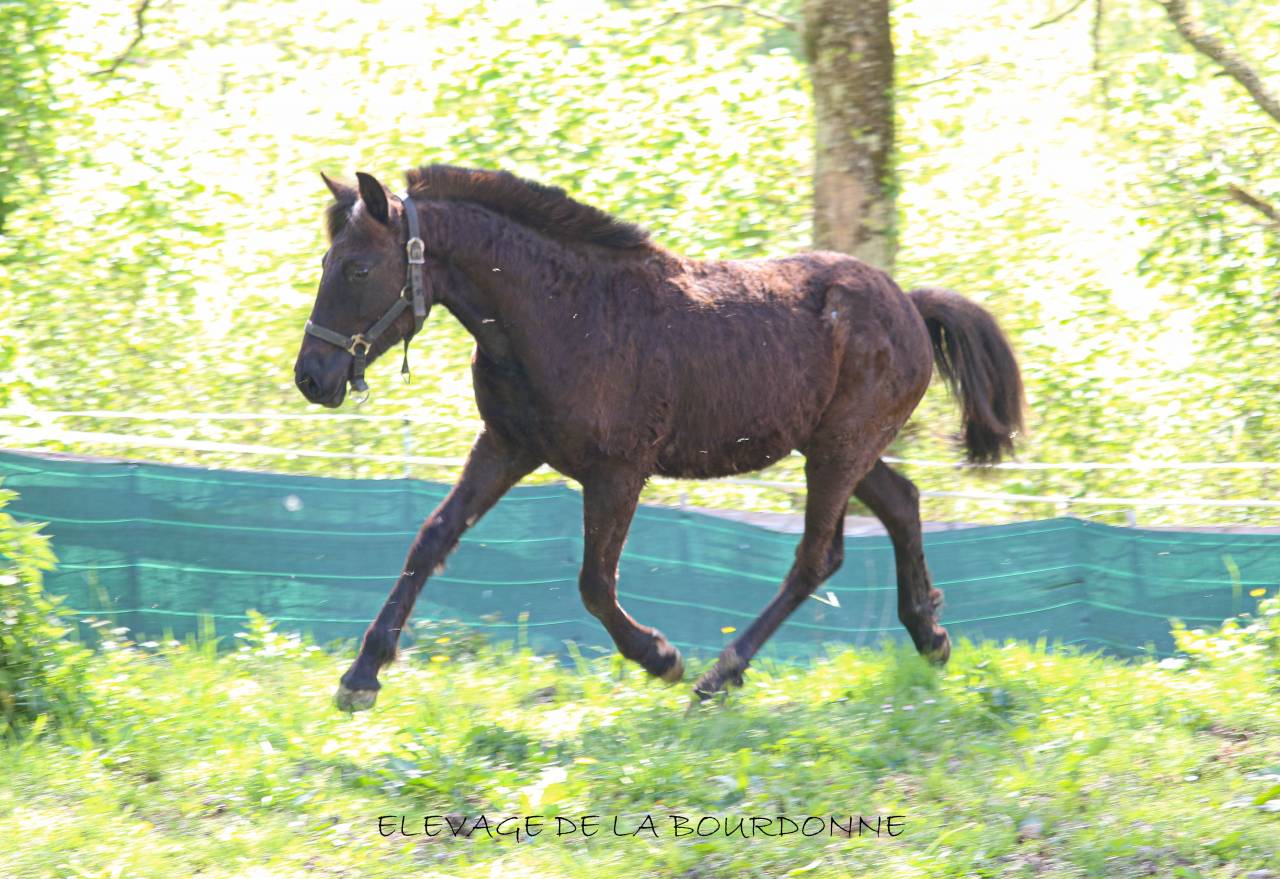 Veulen (ml) Welsh Partbred Te koop 2025 Zwart ,  Bamby de la tour