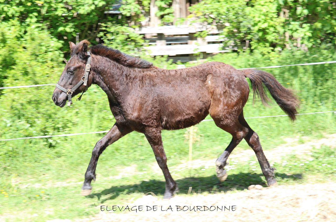 Veulen (ml) Welsh Partbred Te koop 2025 Zwart ,  Bamby de la tour