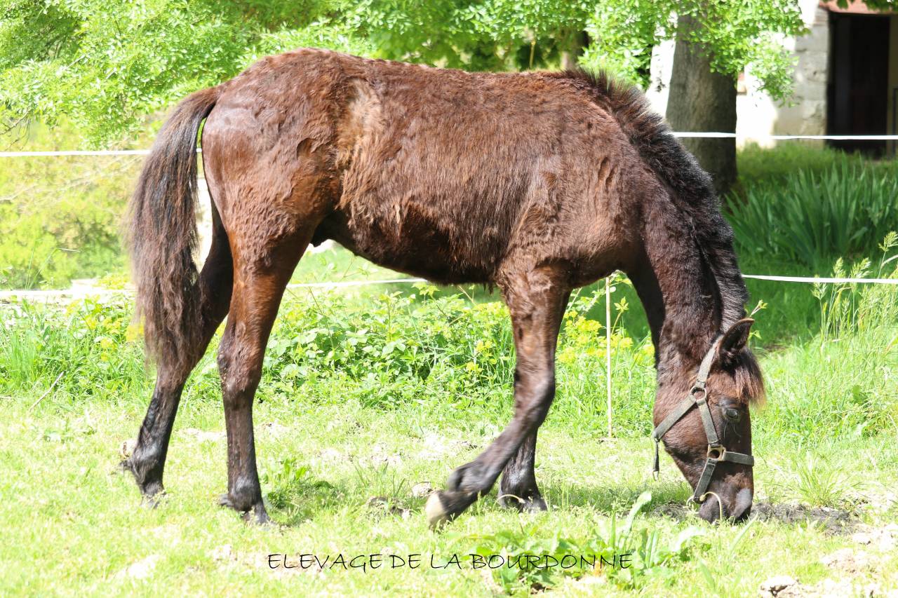 Veulen (ml) Welsh Partbred Te koop 2025 Zwart ,  Bamby de la tour
