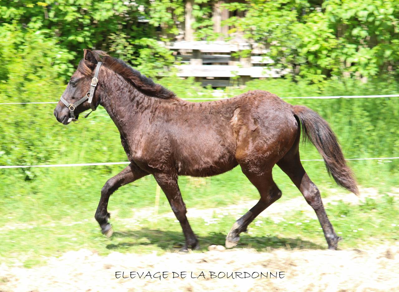 Veulen (ml) Welsh Partbred Te koop 2025 Zwart ,  Bamby de la tour