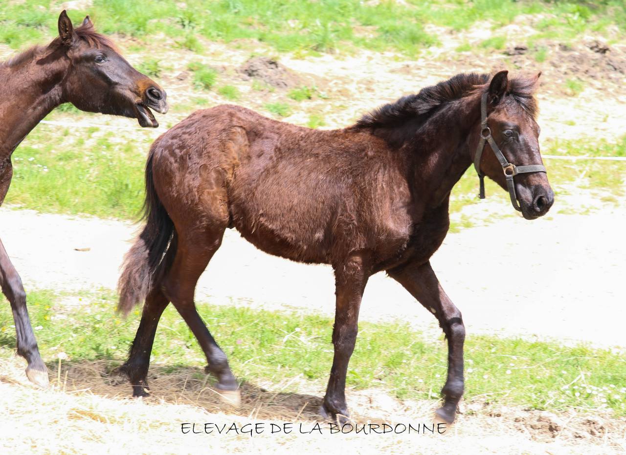 Veulen (ml) Welsh Partbred Te koop 2025 Zwart ,  Bamby de la tour