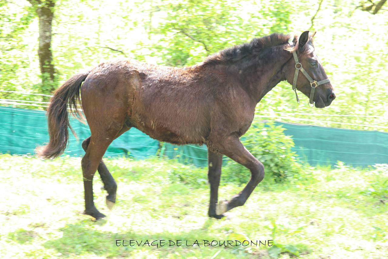 Veulen (ml) Welsh Partbred Te koop 2025 Zwart ,  Bamby de la tour