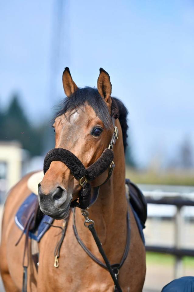 Hengst KWPN Nederlands sportpaard Te koop 2021 Donker bruin / bai ,  Poker de Mariposa