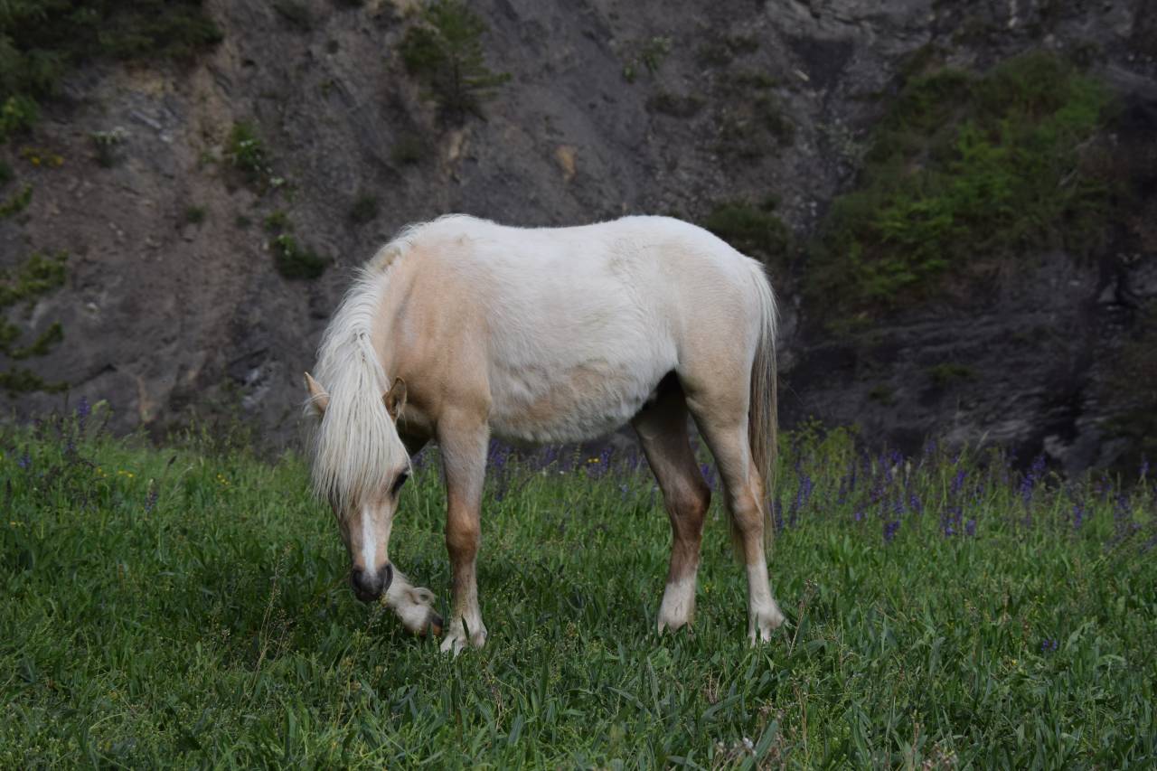 Veulen (ml) Welsh Pony (Section B) Te koop 2025 Palomino ,  Cadlanvalley James Bond