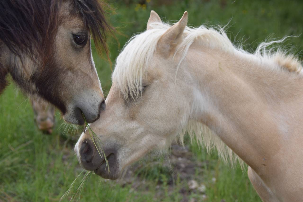 Veulen (ml) Welsh Pony (Section B) Te koop 2025 Palomino ,  Cadlanvalley James Bond