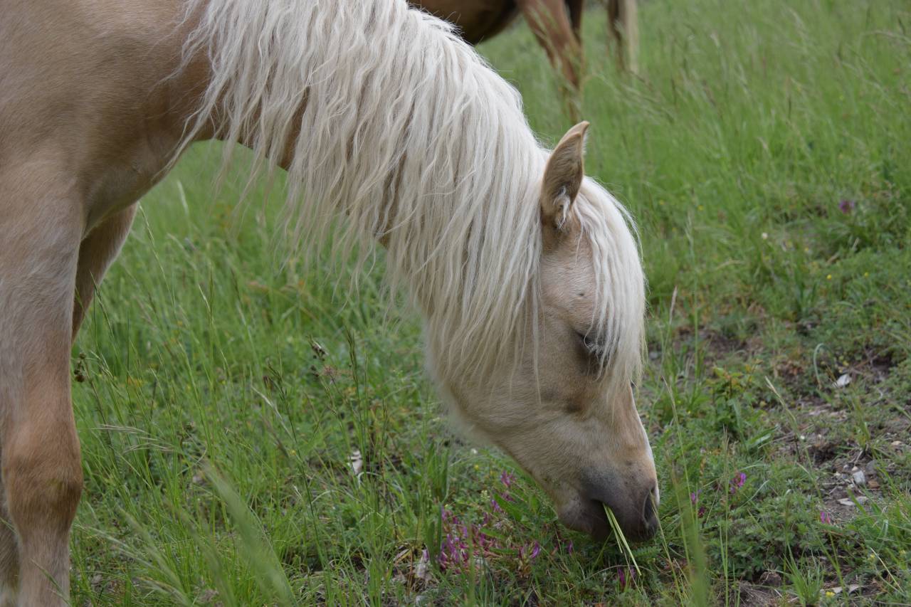 Veulen (ml) Welsh Pony (Section B) Te koop 2025 Palomino ,  Cadlanvalley James Bond