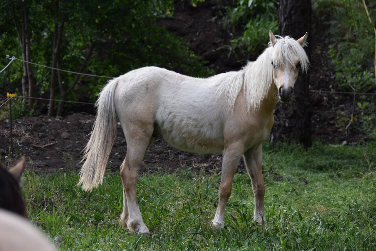 Veulen (ml) Welsh Pony (Section B) Te koop 2025 Palomino ,  Cadlanvalley James Bond