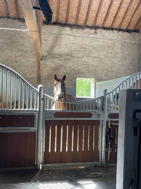Mooi hippisch vastgoed Koop Ain