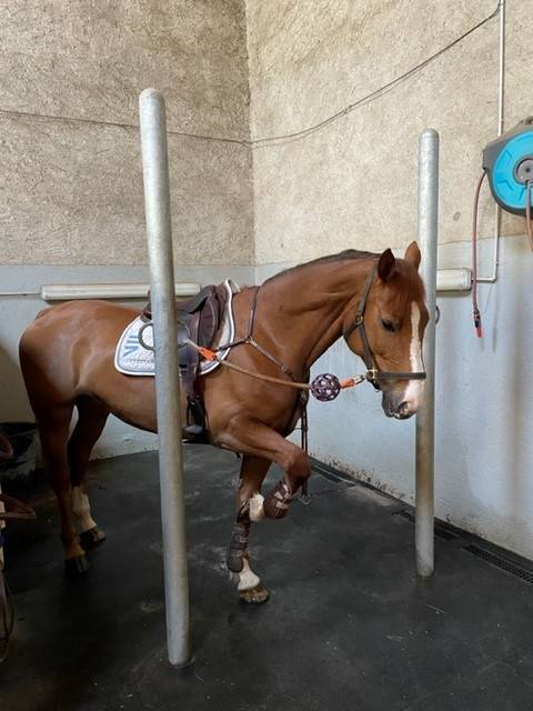 Mooi hippisch vastgoed Koop Ain