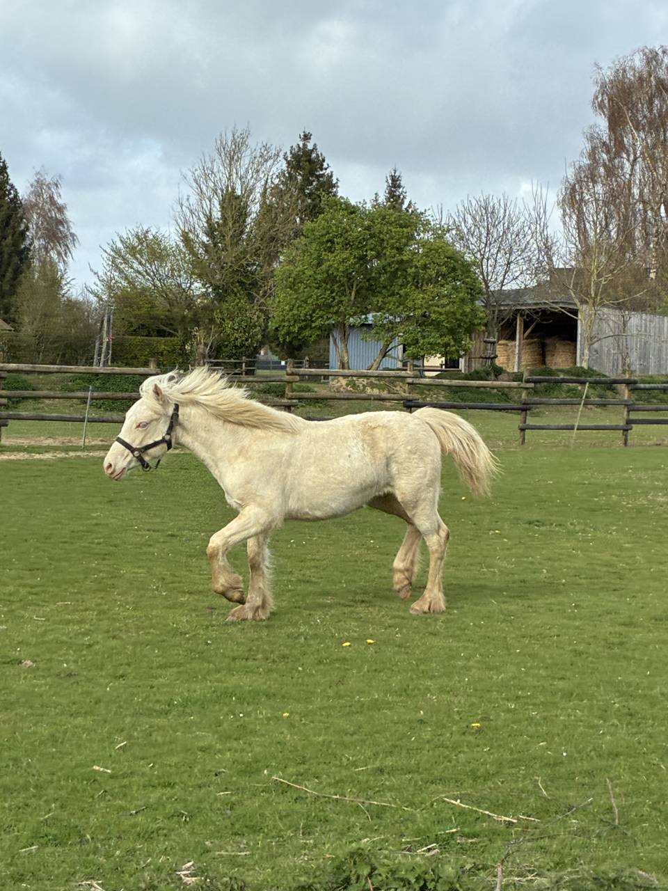 Veulen (vr) Welsh Pony (Section D), Welsh Cob  Te koop 2025 Cr&egrave;me ,  Ubiwan des colines