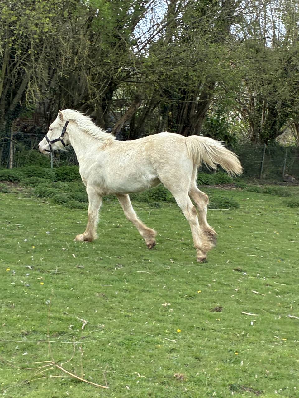 Veulen (vr) Welsh Pony (Section D), Welsh Cob  Te koop 2025 Cr&egrave;me ,  Ubiwan des colines