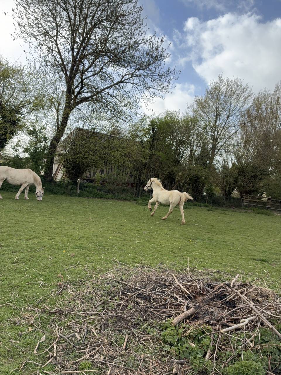 Veulen (vr) Welsh Pony (Section D), Welsh Cob  Te koop 2025 Cr&egrave;me ,  Ubiwan des colines