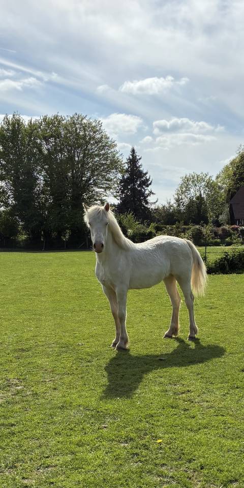 Veulen (vr) Welsh Pony (Section D), Welsh Cob  Te koop 2025 Cr&egrave;me ,  Ubiwan des colines