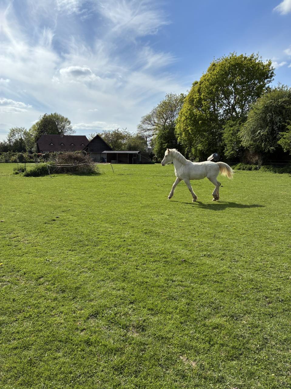 Veulen (vr) Welsh Pony (Section D), Welsh Cob  Te koop 2025 Cr&egrave;me ,  Ubiwan des colines