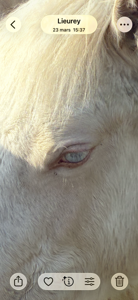 Veulen (vr) Welsh Pony (Section D), Welsh Cob  Te koop 2025 Cr&egrave;me ,  Ubiwan des colines