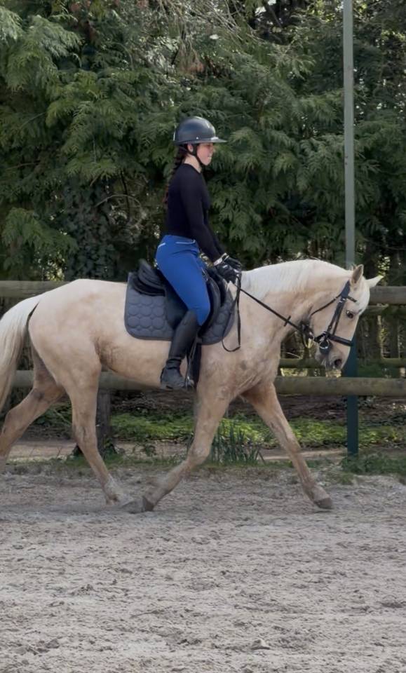 Merrie Bekend ras Te koop 2020 Palomino